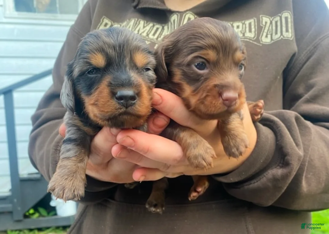 Mixed Breed dogs for sale: Jeagar - Ad 2