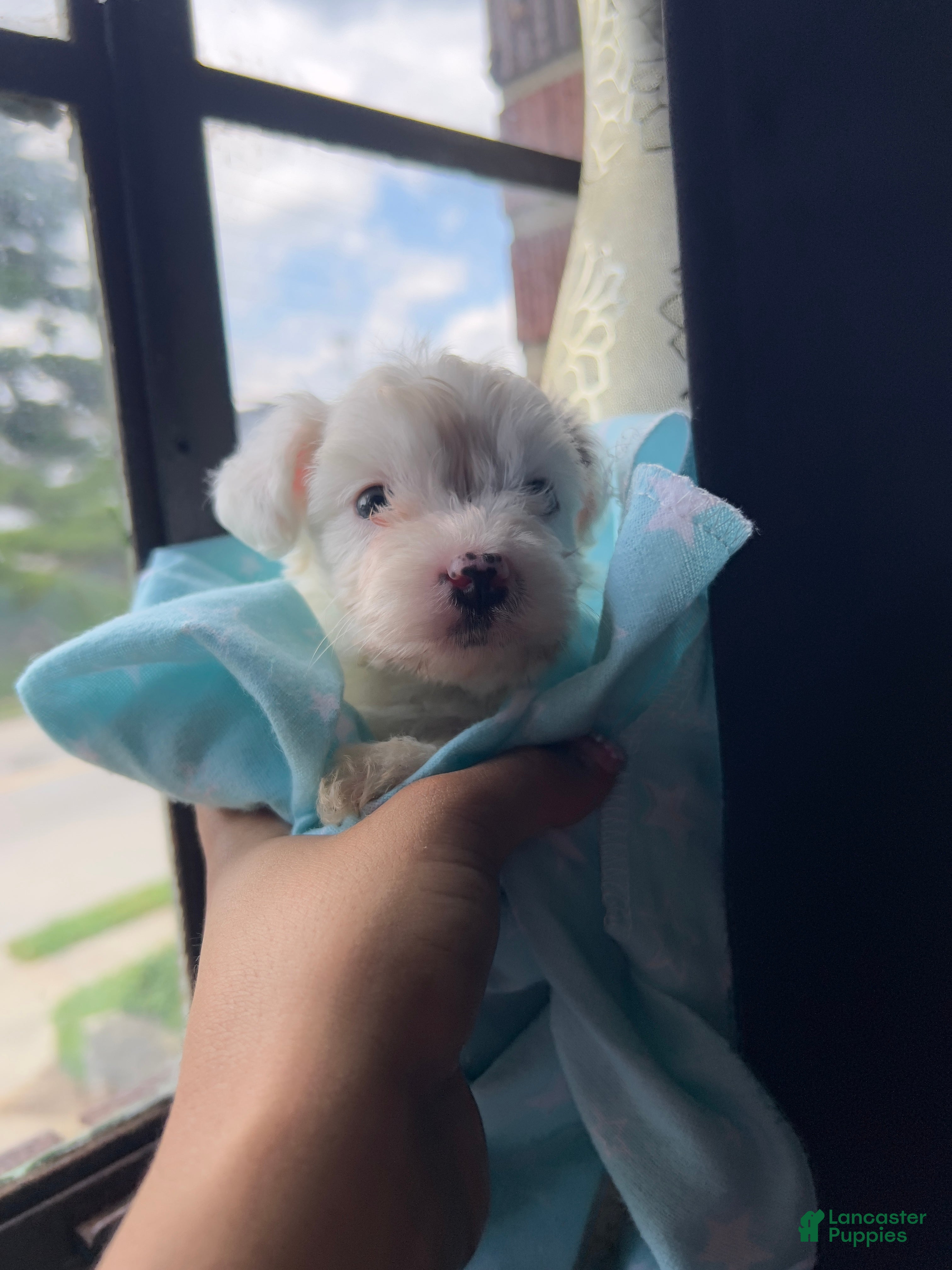 Mixed Breed dogs for sale: Pearl - Ad 4
