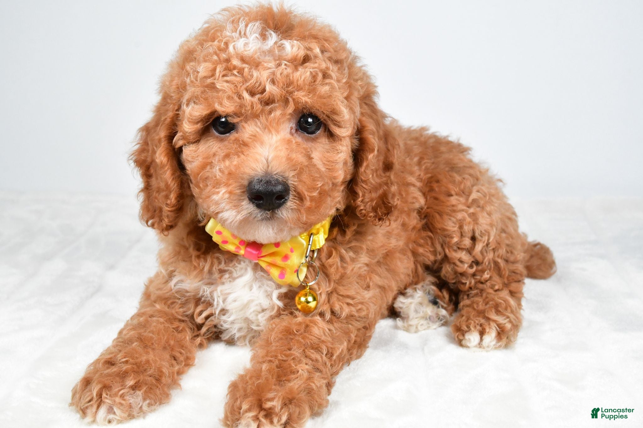 Miniature Poodle dogs Hank - Ad 2