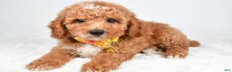Miniature Poodle dogs for sale: Hank - Ad 2
