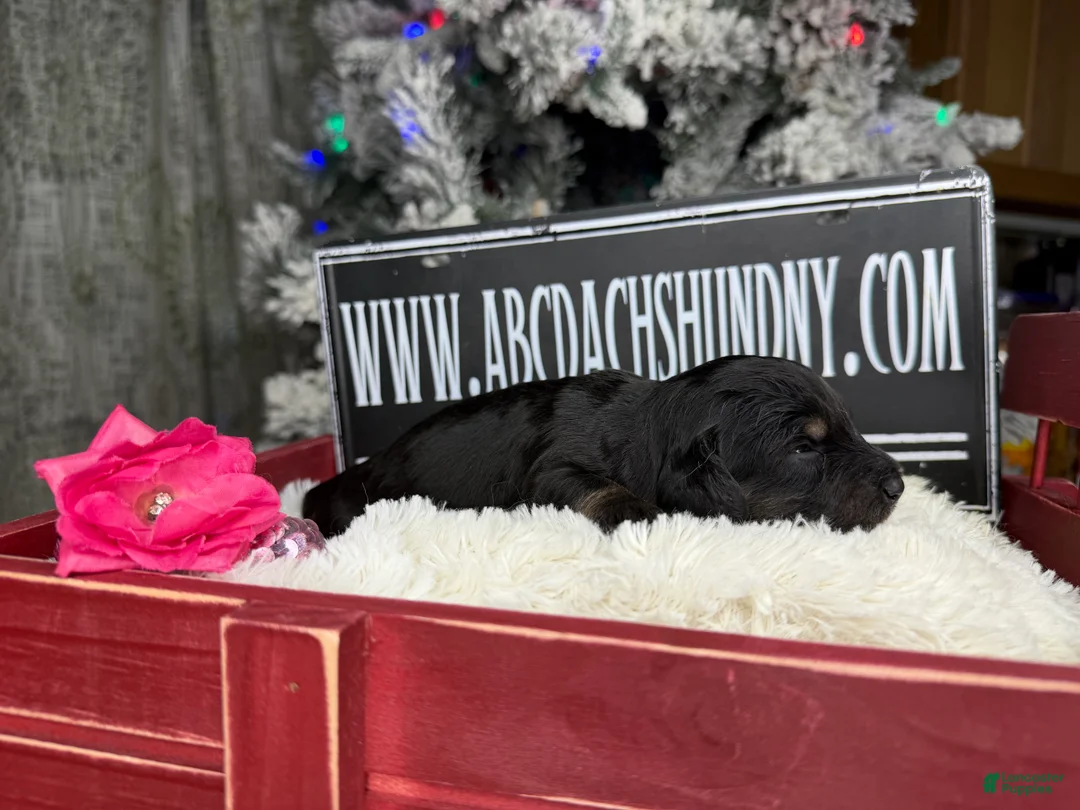 Miniature Dachshund dogs for sale: CReam  - Ad 22