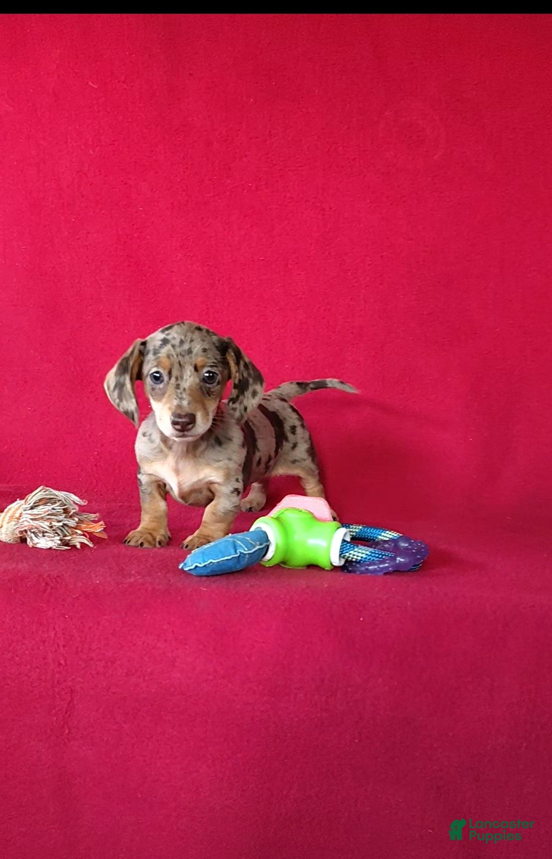 Miniature Dachshund dogs Bella - Ad 1