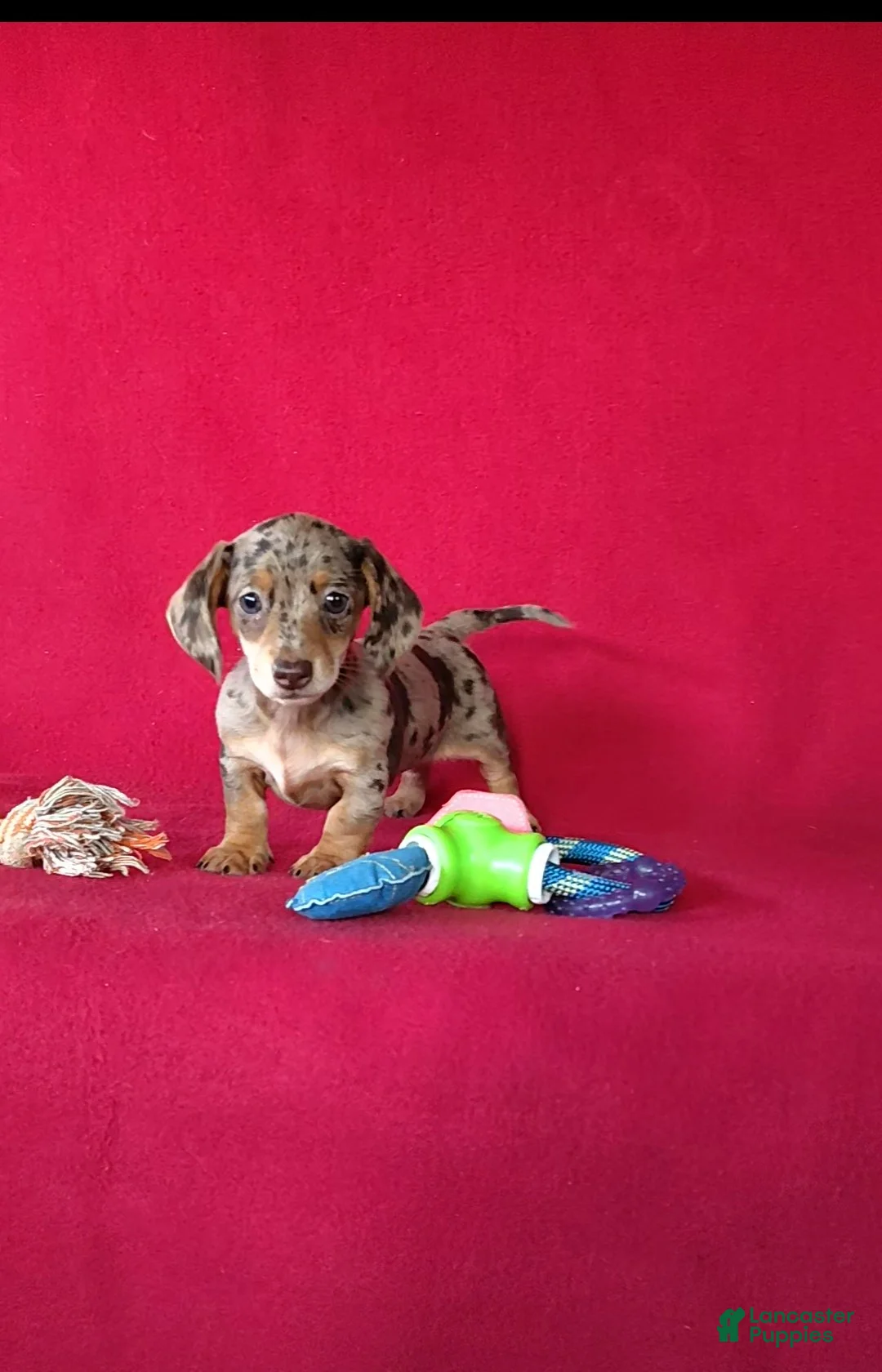 Miniature Dachshund dogs for sale: Bella - Ad 1