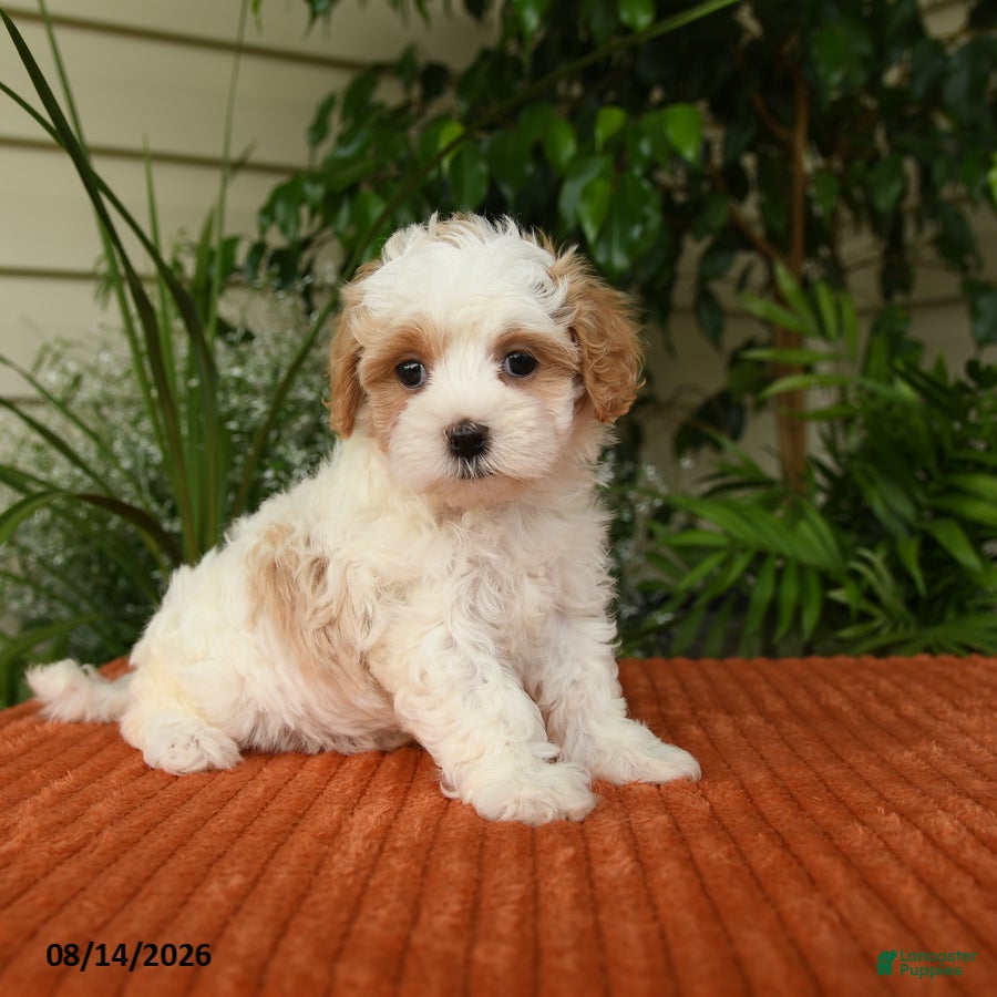 Maltipoo dogs Olivia - Ad 2
