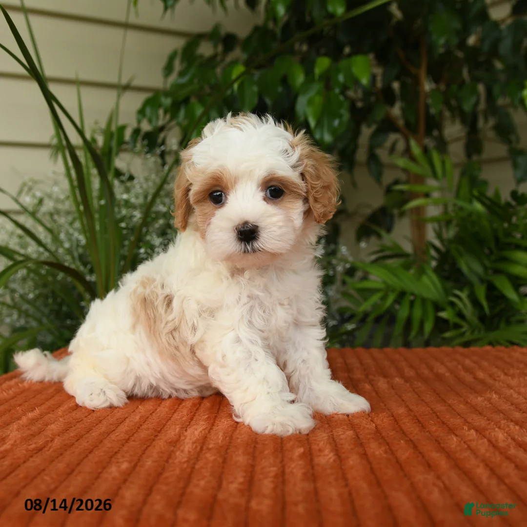 Maltipoo dogs for sale: Olivia - Ad 2