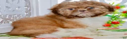 Shih Tzu dogs for sale: Brett - Ad 8