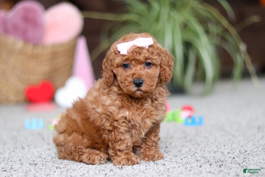Cavapoo dogs for sale: Angel - Ad 3
