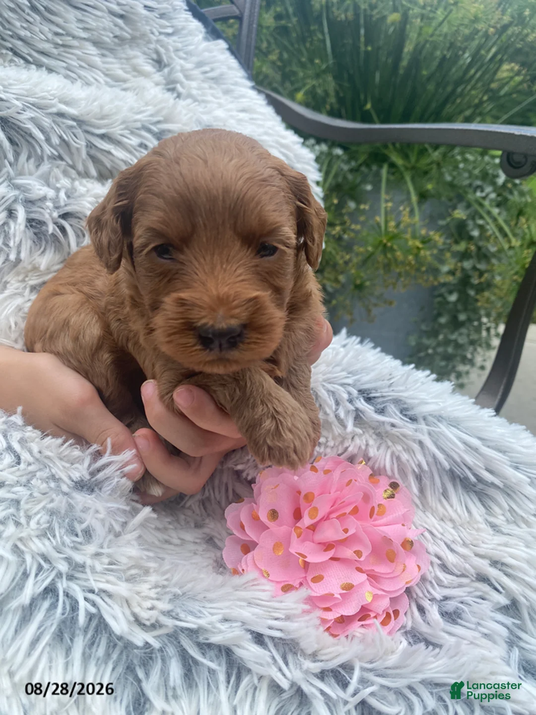 Miniature Labradoodle dogs for sale: Rose - Ad 1