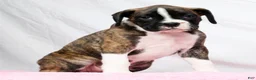 Boxer dogs for sale: Patsy - Ad 7