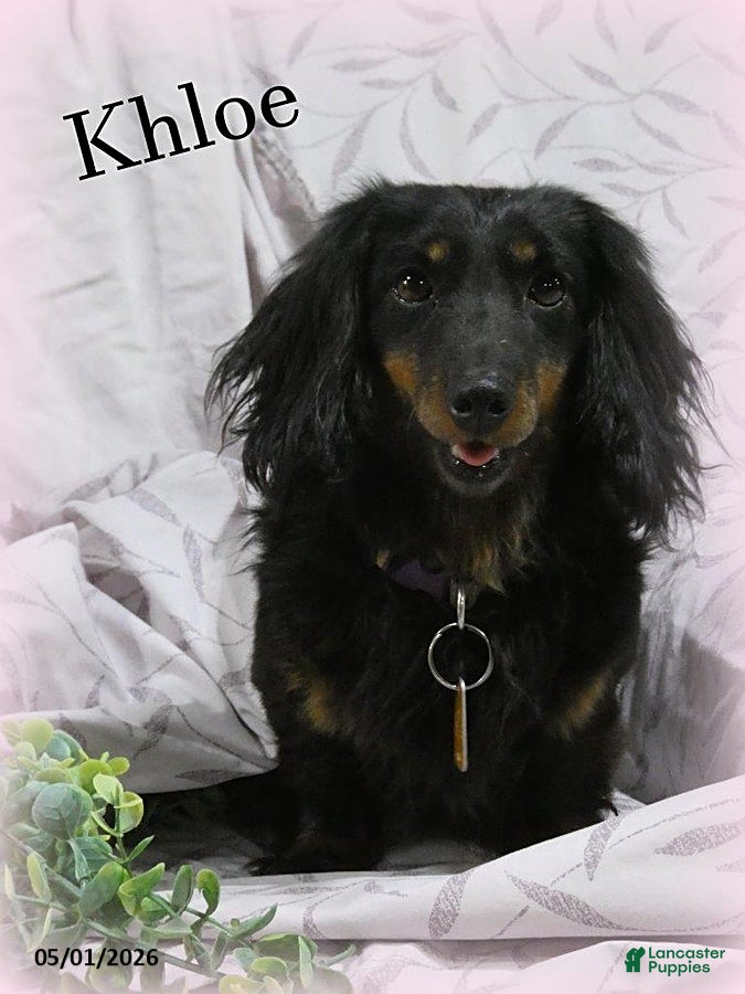 Miniature Dachshund dogs for sale: Khloe - Ad 1