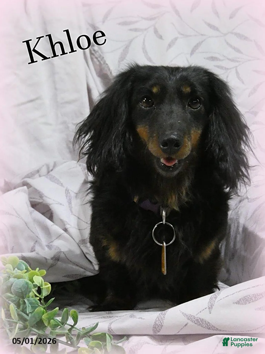 Miniature Dachshund dogs for sale: Khloe - Ad 1
