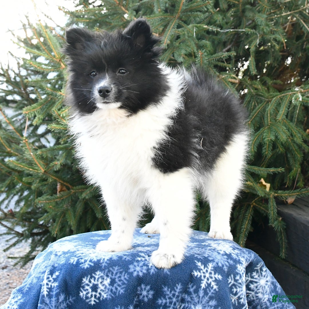 Pomsky dogs for sale: Fluffy - Ad 4