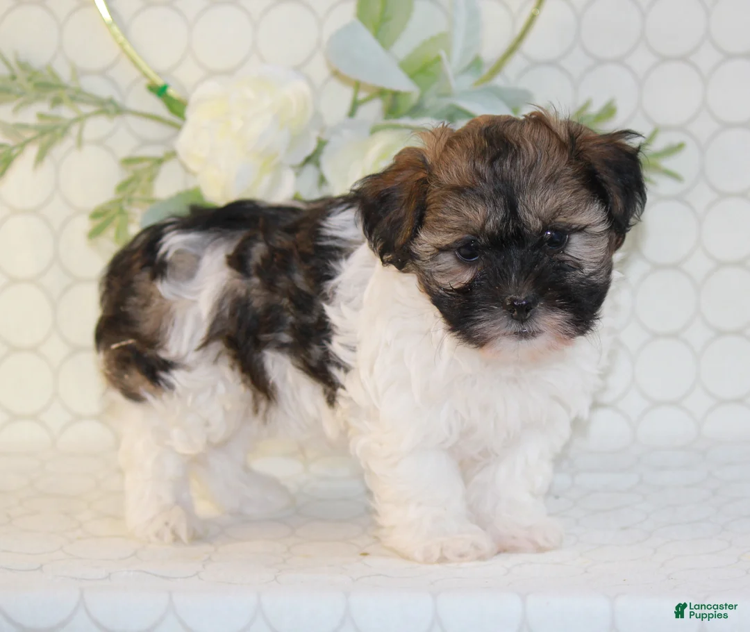 Shihpoo dogs for sale: Remmy - Ad 5