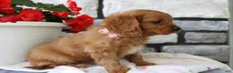 Cavapoo dogs for sale: Sierra - Ad 5
