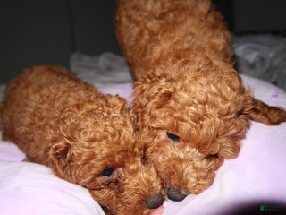 Toy Poodle dogs - Ad 11