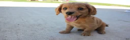 Cavachon dogs for sale: Dahlia - Ad 1