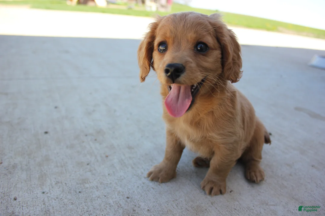 Cavachon dogs for sale: Dahlia - Ad 1