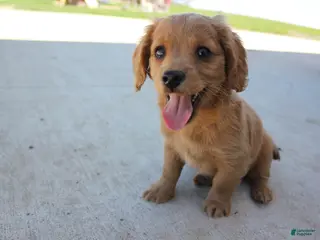 Cavachon dogs for sale: Dahlia - Ad 2