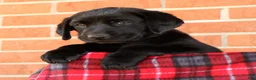 Labrador Retriever dogs for sale: Allie - Ad 7