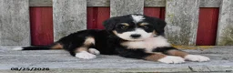 Bernedoodle dogs for sale: Mia - Ad 1