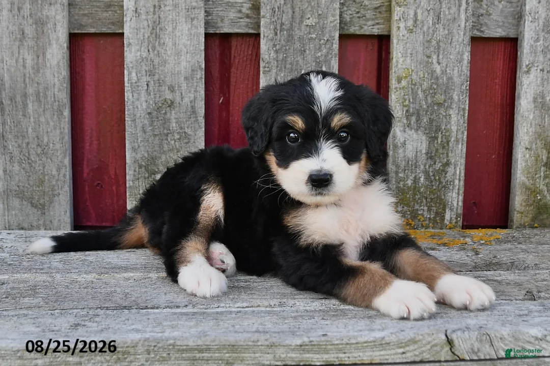 Bernedoodle dogs for sale: Mia - Ad 1