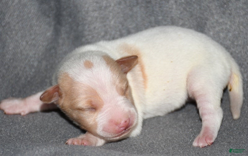 Rat Terrier dogs Malone - Ad 9