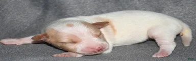 Malone