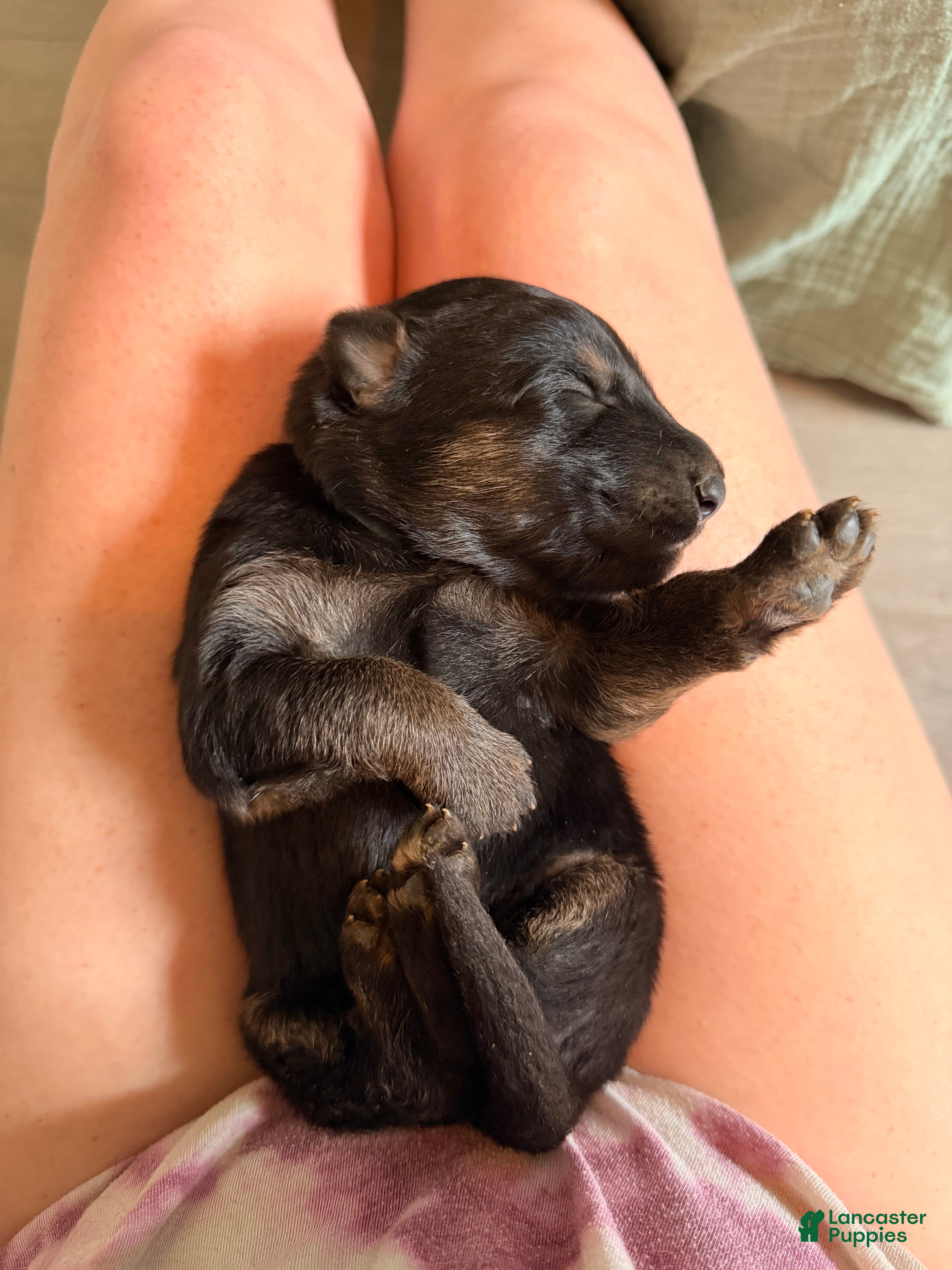 German Shepherd dogs German Shepherd Puppy 2- Blue Male - Ad 16