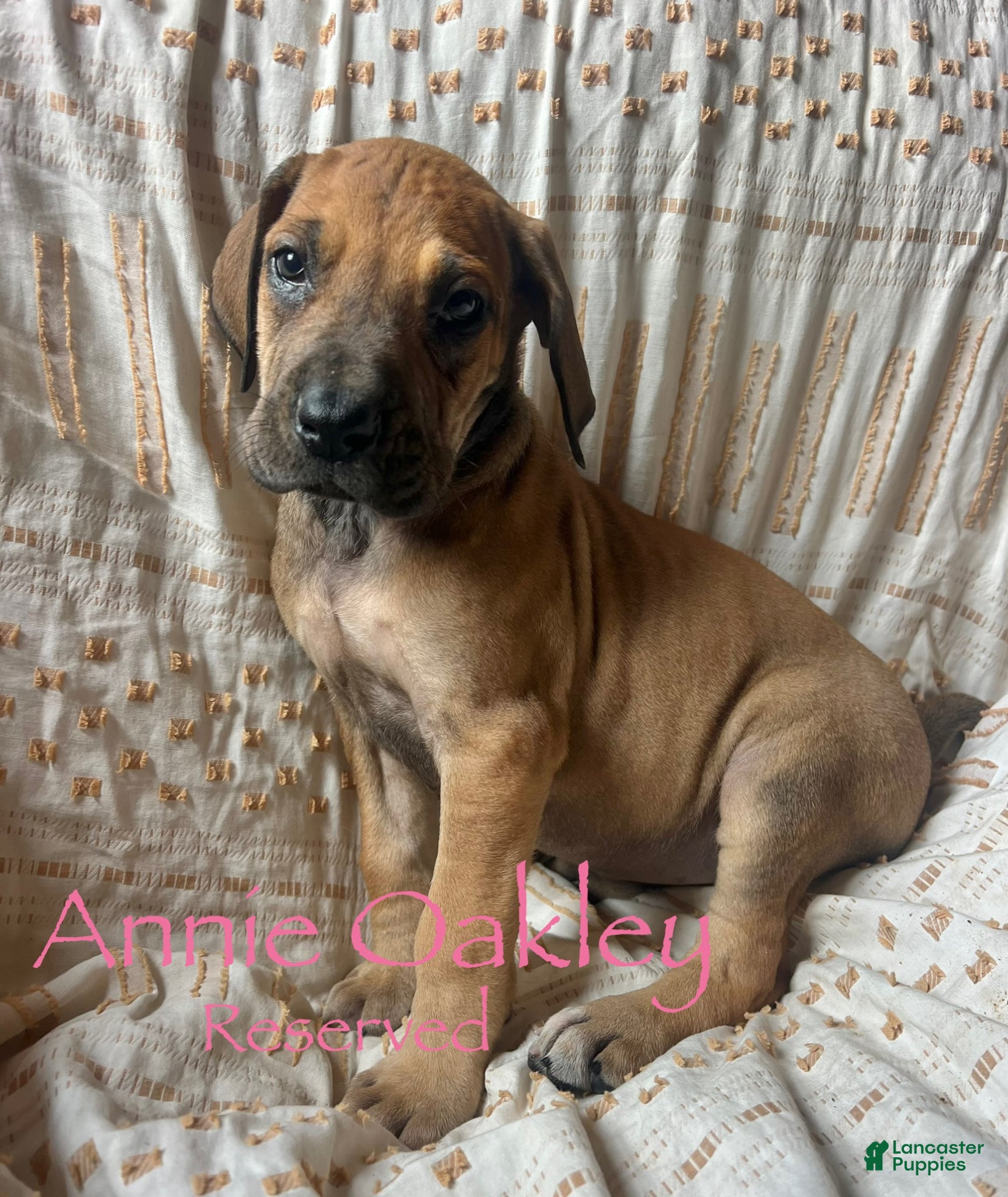 Great Dane dogs Annie Oakley - Ad 18