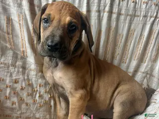 Great Dane dogs Annie Oakley - Ad 18