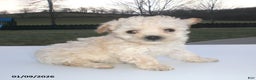 Yorkiepoo dogs for sale: Kelly - Ad 1