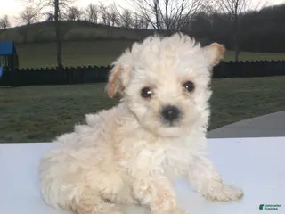 Yorkiepoo dogs Kelly - Ad 6