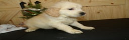 Golden Retriever dogs for sale: Golden Retriever Puppy 3 Jason - Ad 3