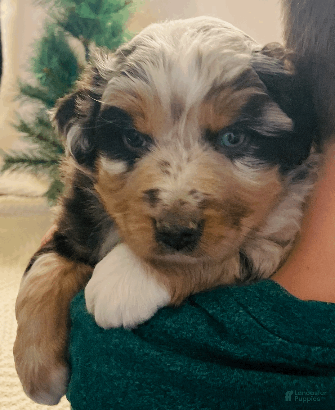 Australian Shepherd dogs for sale: Charlie - Ad 3