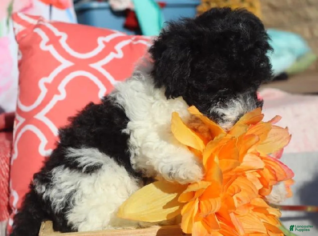 Bichpoo dogs for sale: Brandi - Ad 4