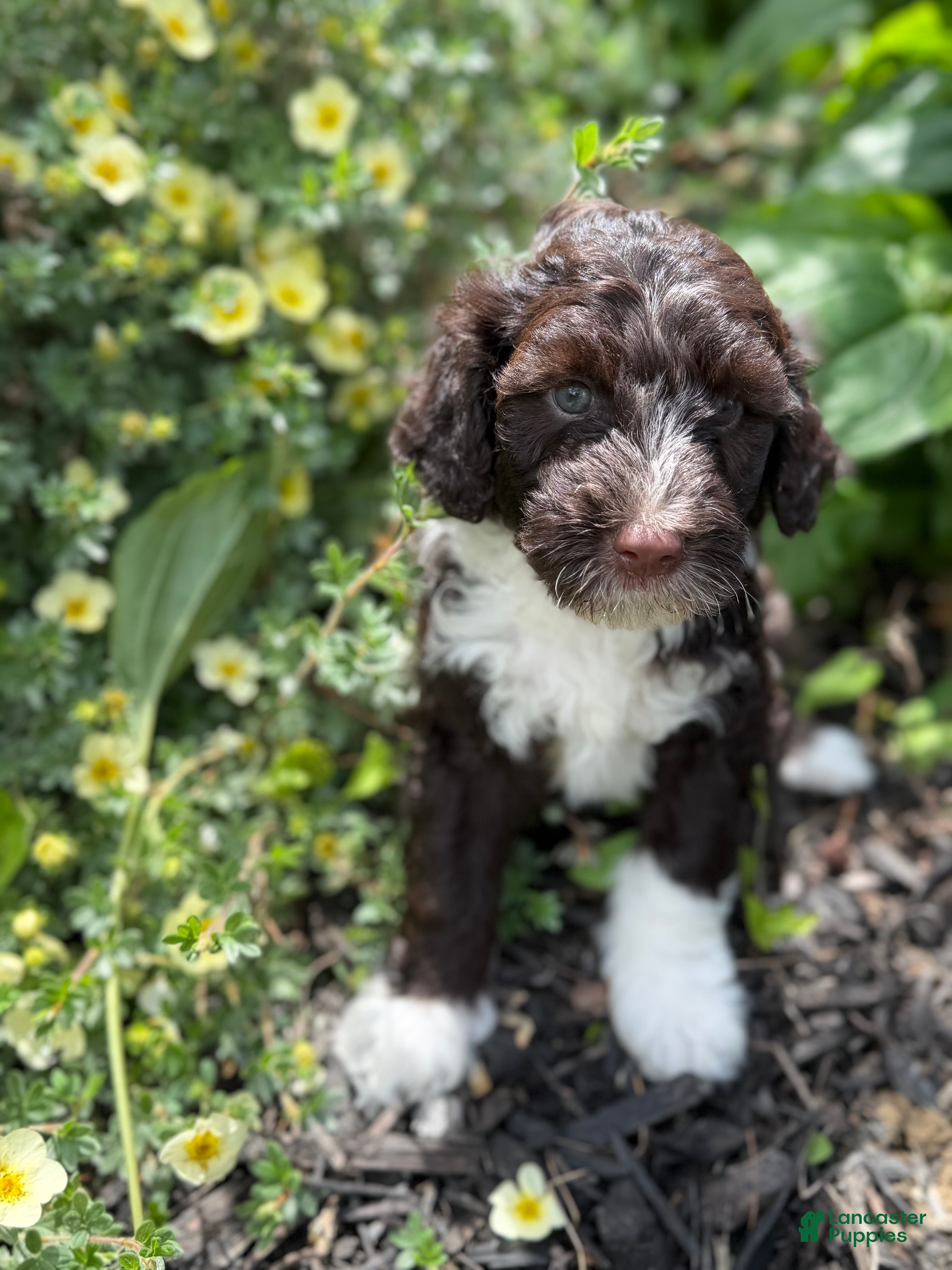 Portuguese Water Dog dogs Curly - Ad 2