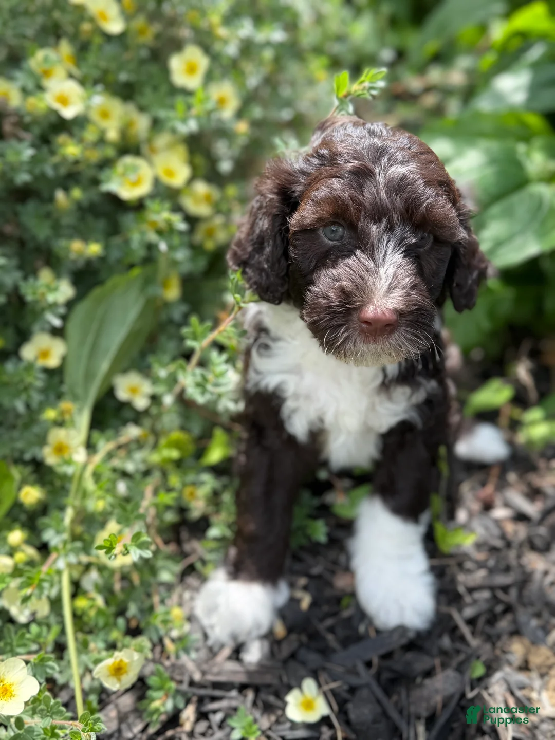 Portuguese Water Dog dogs for sale: Curly - Ad 2