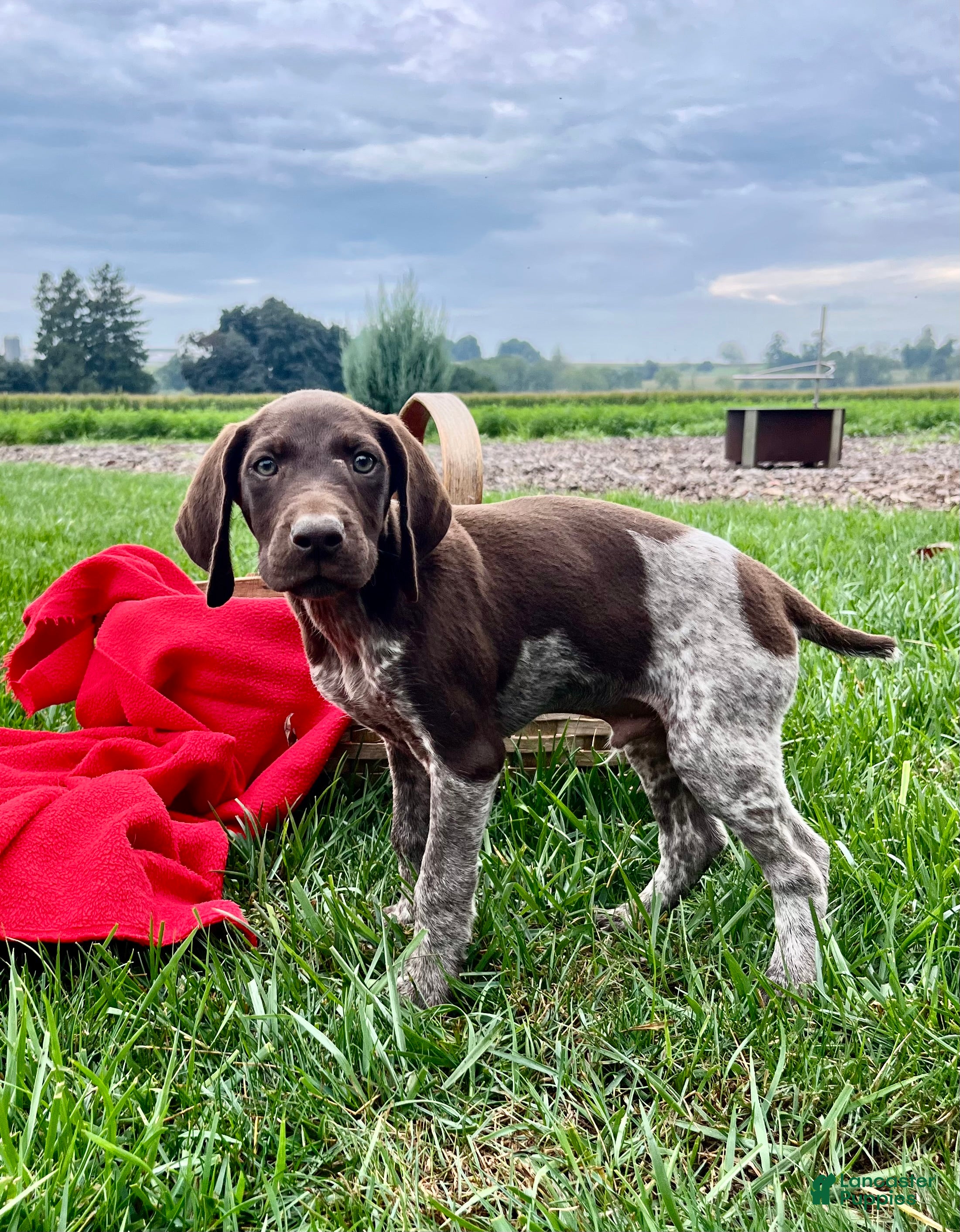 German Shorthaired Pointer dogs Ranger❤️akc reg🐾 text or call today - Ad 1