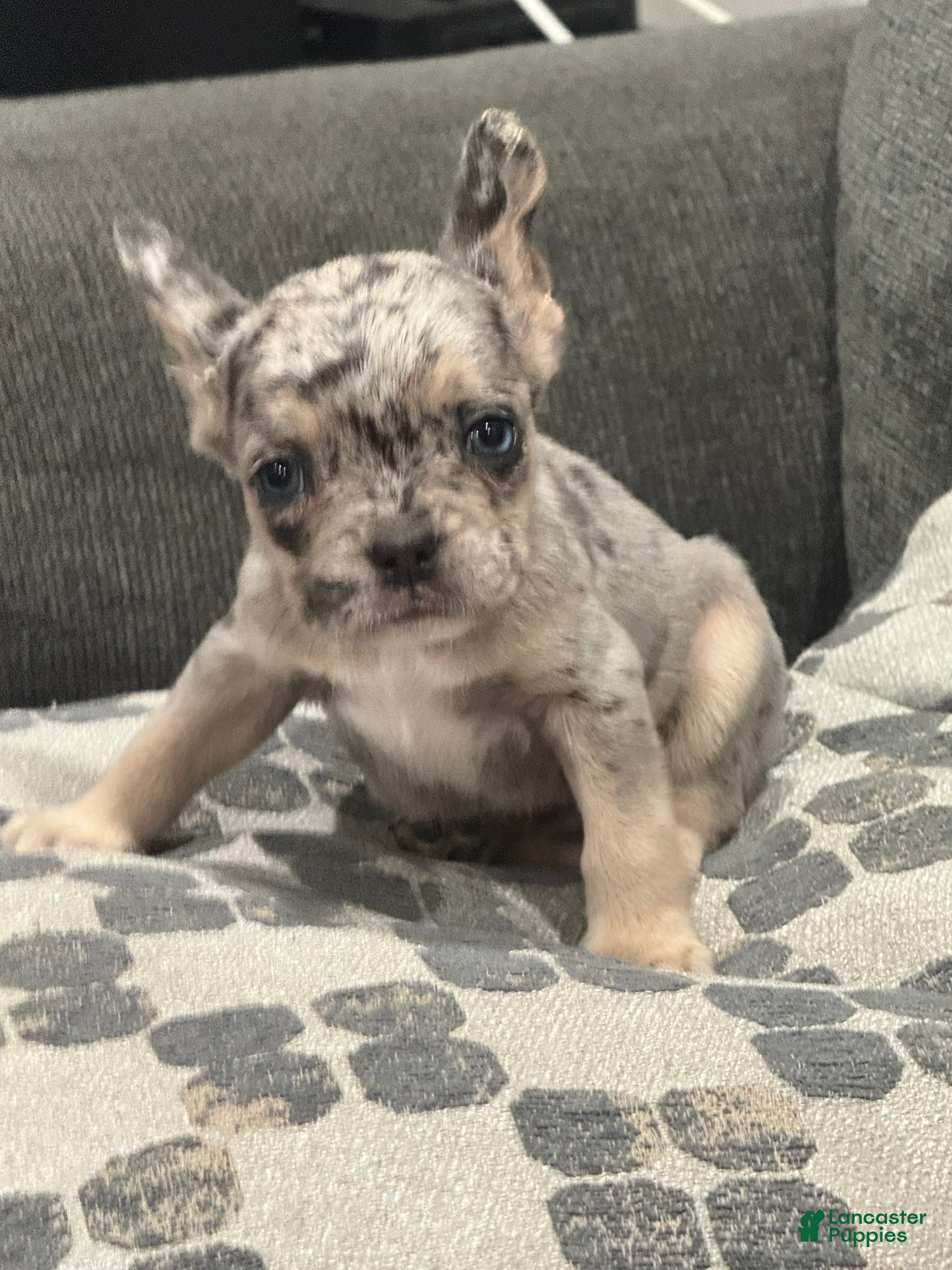 French Bulldog dogs Gumball - Ad 1