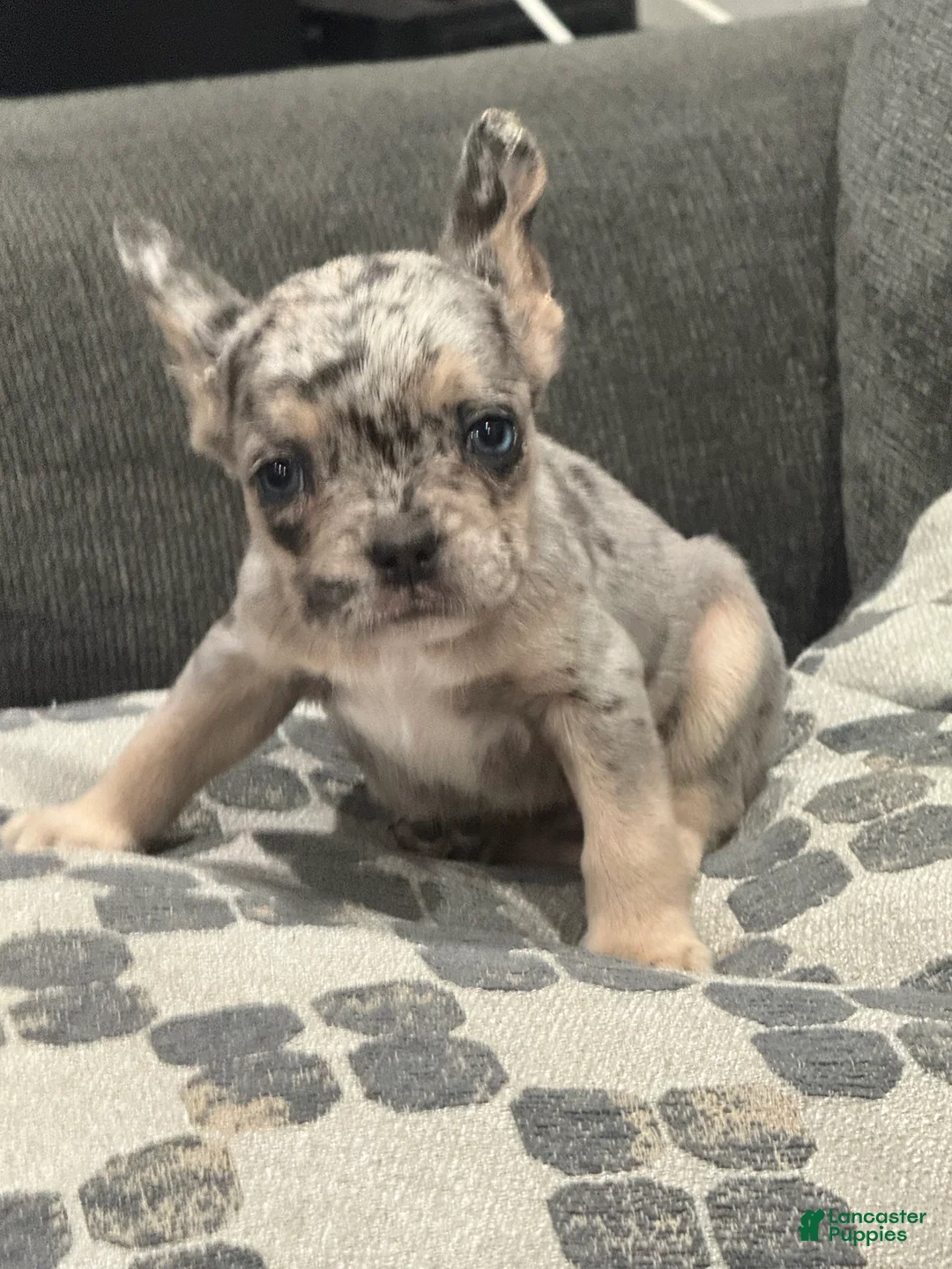 French Bulldog dogs for sale: Gumball - Ad 1