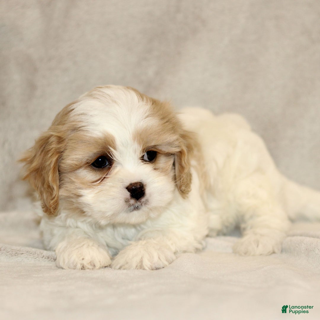 Cavachon dogs for sale: Ruby  - Ad 3