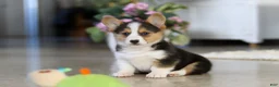 Welsh Corgi Pembroke dogs for sale: Princess - Ad 11