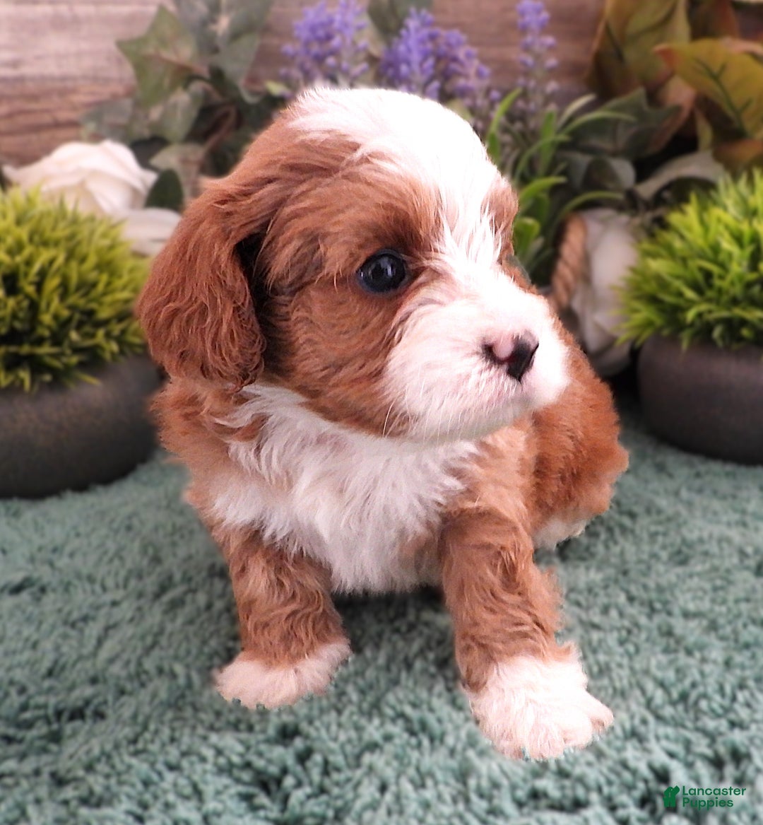 Cavapoo dogs for sale: Cavapoo Female #2 (Autumn's) - Ad 2