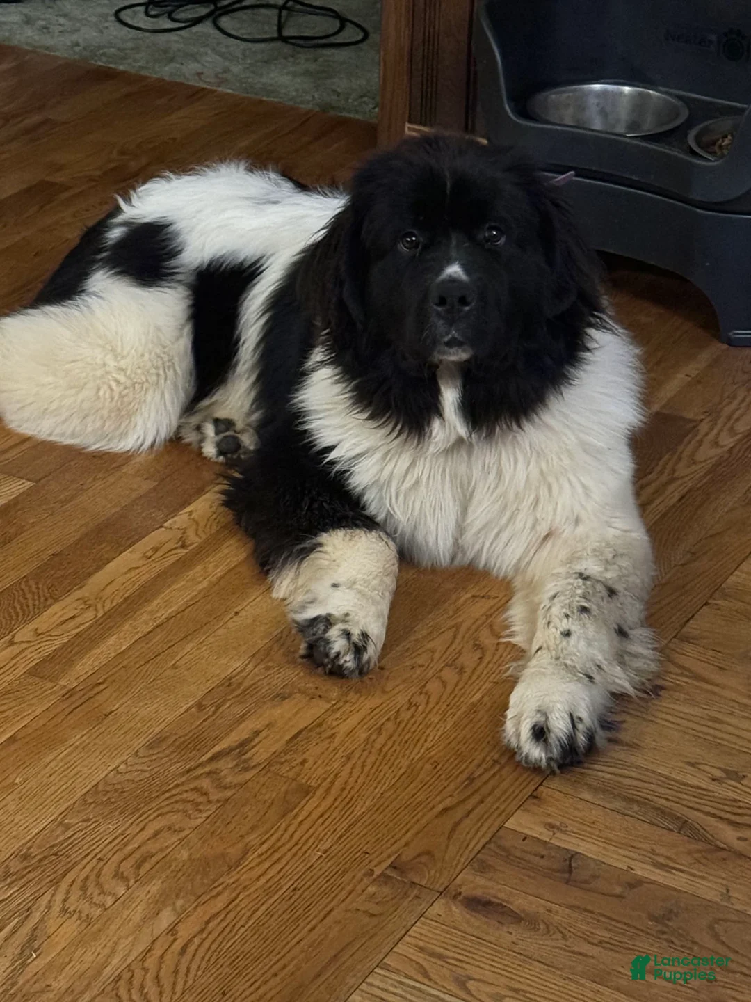 Gallery Image {{count}}