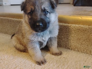 German Shepherd dogs - Ad 9