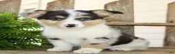 Mixed Breed dogs for sale: Mabel - Ad 2