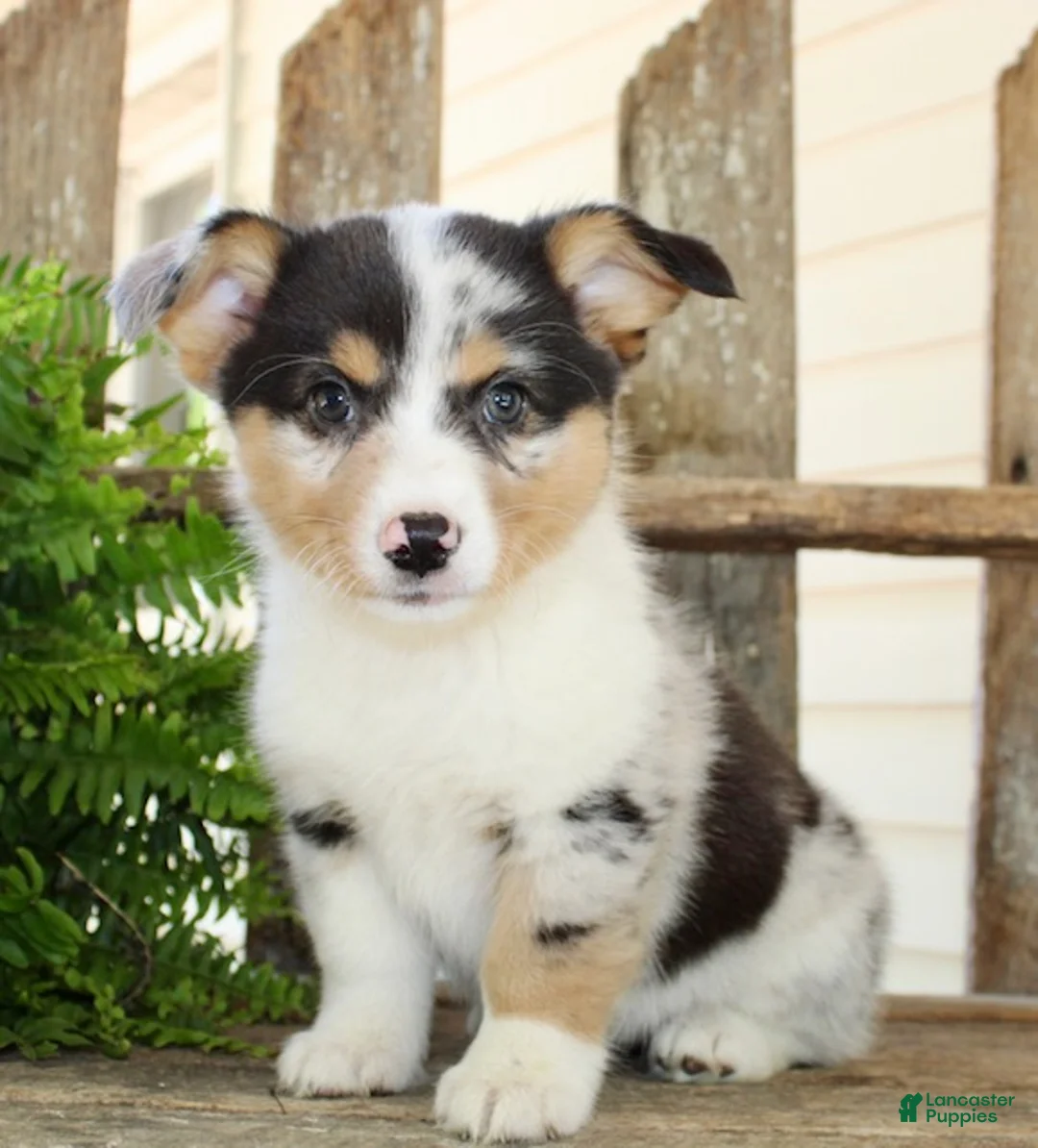 Mixed Breed dogs for sale: Mabel - Ad 2