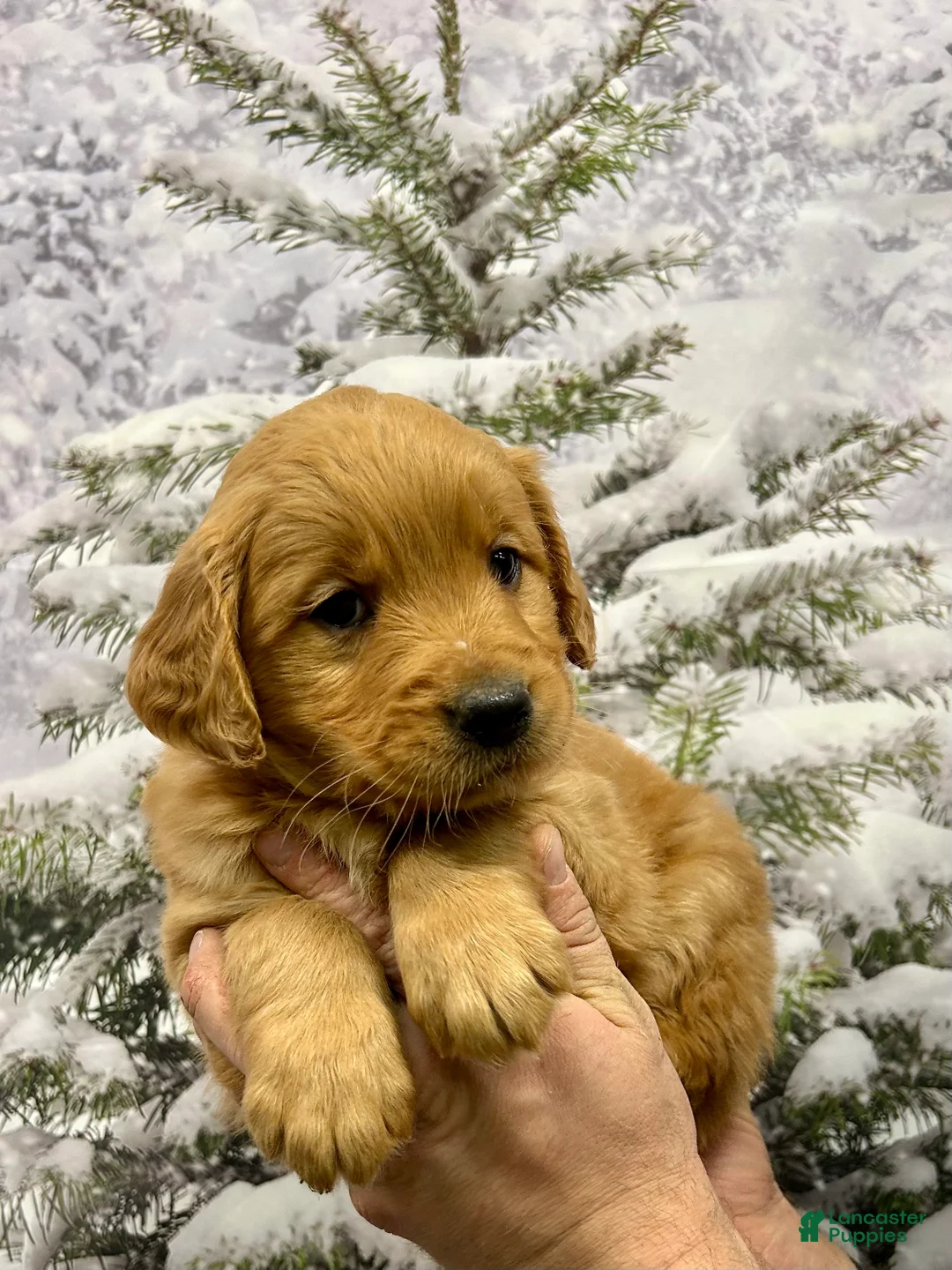 Golden Retriever dogs for sale: Oakley  - Ad 8