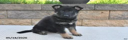 German Shepherd dogs for sale: Millie - Ad 1