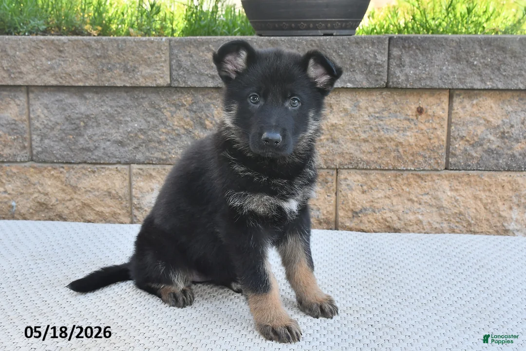 German Shepherd dogs for sale: Millie - Ad 1